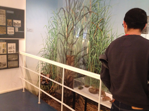 sugarcane-berlin-museum Berlin's Sugar Museum (Zucker Museum)