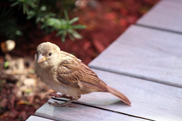 bird
