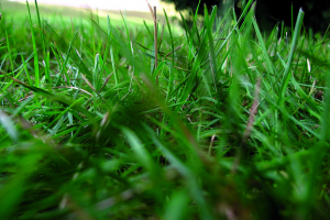 Earth Day 2013