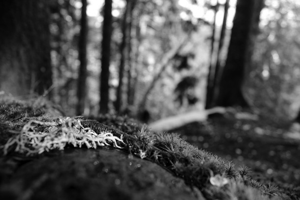 Black Forest, Germany