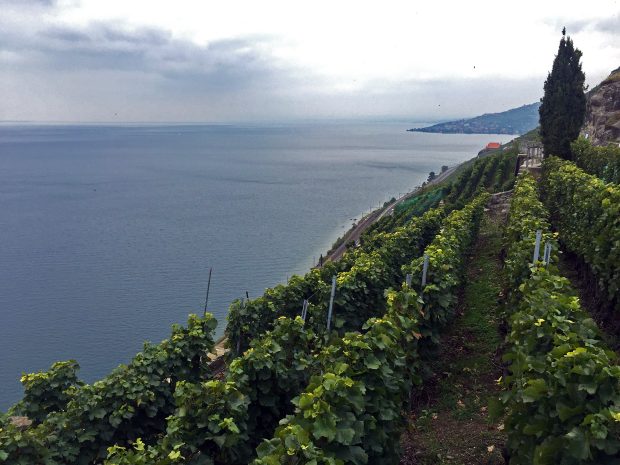 Lavaux Vineyards - UNESCO World Heritage Site