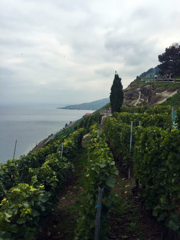 Lavaux Vineyards - UNESCO World Heritage Site