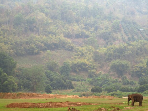 Elephant Nature Park, Chiang Mai, Thailand