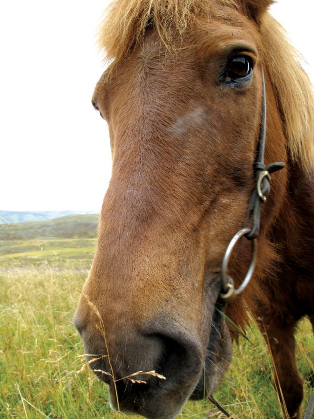 Iceland