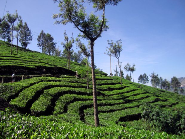 Munnar, India