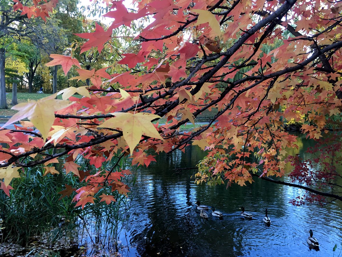 Autumn in Central Park, NYC (PHOTOS)