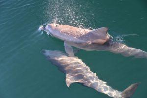 Swimming With Dolphins in Adelaide, Australia - Travels of Adam - https://travelsofadam.com/2017/05/swimming-dolphins-adelaide/