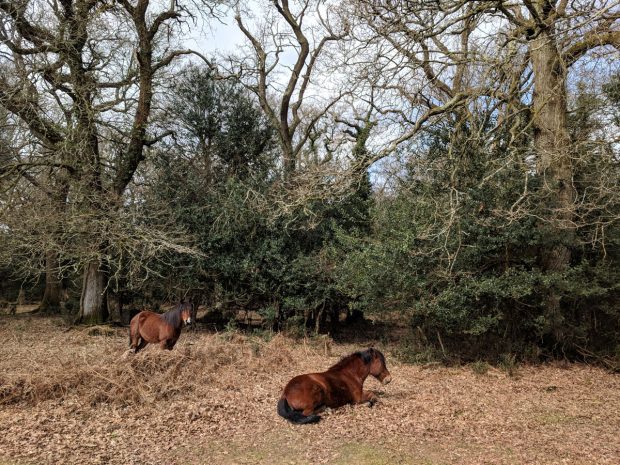 The New Forest