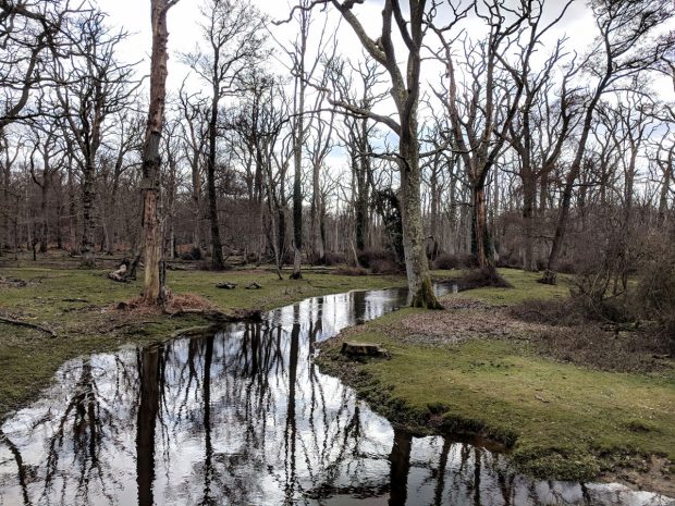 The New Forest National Park