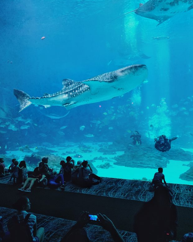 whale shark in Georgia Aquarium